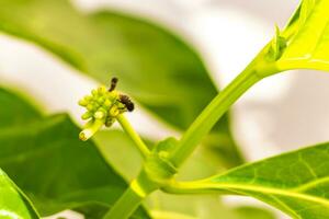 Noni fruit Morinda citrifolia with flowers popular with ants Mexico. photo