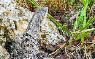 Iguana on rock tropical jungle Playa del Carmen Mexico. photo