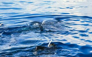 Huge whale shark swims on the water surface Cancun Mexico. photo