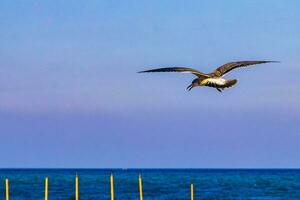 Flying seagulls birds with blue sky background clouds in Mexico. photo