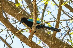 Yucatan jay bird eats eating berry fruit tropical nature Mexico. photo