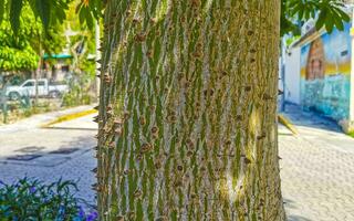 verde hermosa capoc árbol ceiba árbol con Picos en México. foto