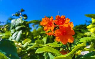 Kou Cordia subcordata flowering tree with orange flowers in Mexico. photo