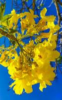 Beautiful tropical tree with yellow flowers blue sky in Mexico. photo