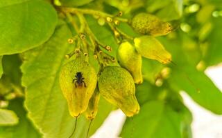 kou cordia subcordata árbol en flor con flores naranjas en méxico. foto