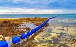 Seaweed Sargazo net caribbean beach water Playa del Carmen Mexico. photo