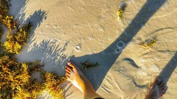 Very disgusting red seaweed sargazo beach Playa del Carmen Mexico. photo