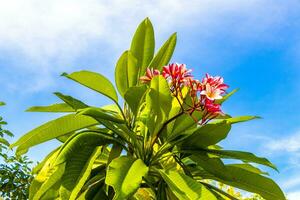 Plumeria tree bush with pink and yellow flowers in Mexico. photo