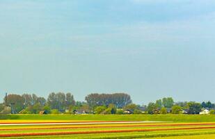 Passing the colorful red yellow green tulip fields Holland Netherlands. photo