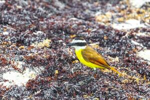 Great Kiskadee yellow bird birds eating sargazo on beach Mexico. photo