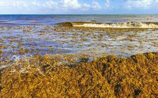 hermosa playa caribeña totalmente sucia sucio asqueroso problema de algas mexico. foto