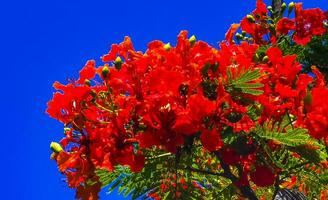 Beautiful tropical flame tree red flowers Flamboyant Delonix Regia Mexico. photo