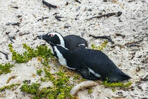 South african penguins colony of spectacled penguins penguin Cape Town. photo