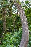 Tropical forest jungle nature Caribbean exotic palm trees plants Mexico. photo