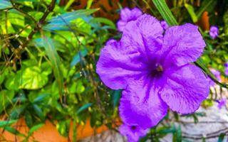 Purple pink flower Brittons Wild Petunia Mexican Bluebell Petunia Mexico. photo