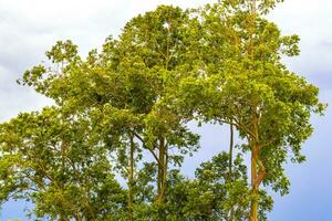 alto arboles abetos naturaleza plantas montañas y bosques costa rico foto