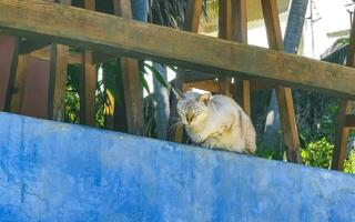 Cute stray cat sleeping and relaxing outside in free nature. photo