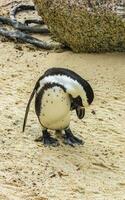 South african penguins colony of spectacled penguins penguin Cape Town. photo