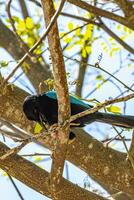 Yucatan jay bird eats eating berry fruit tropical nature Mexico. photo