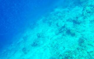 Snorkeling underwater views fish Corals turquoise water Rasdhoo island Maldives. photo