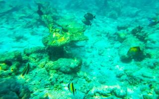 Snorkeling underwater views fish Corals turquoise water Rasdhoo island Maldives. photo