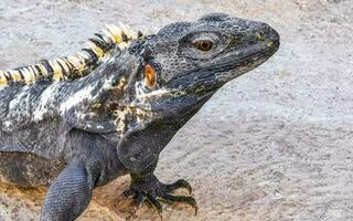 Iguana on ground floor in Puerto Escondido Mexico. photo