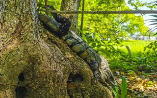 Iguana lying sitting on a branch of a tree Mexico. photo