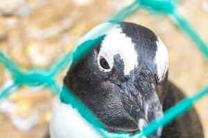 sur africano pingüinos colonia de con gafas pingüinos pingüino capa ciudad. foto