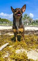 Brown cute funny dog play playful on the beach Mexico. photo