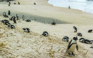 sur africano pingüinos colonia de con gafas pingüinos pingüino capa ciudad. foto