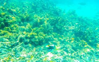 Snorkeling underwater views fish Corals turquoise water Rasdhoo island Maldives. photo