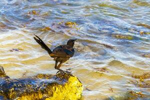 Great-Tailed Grackle bird birds eating sargazo on beach Mexico. photo