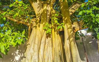 Huge beautiful Ficus maxima Fig tree Playa del Carmen Mexico. photo