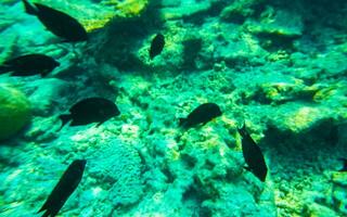 Snorkeling underwater views fish Corals turquoise water Rasdhoo island Maldives. photo