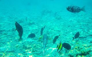 Snorkeling underwater views fish Corals turquoise water Rasdhoo island Maldives. photo