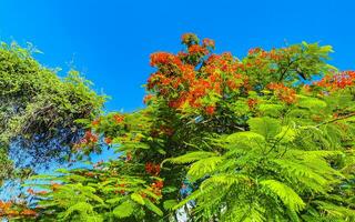 Beautiful tropical flame tree red flowers Flamboyant Delonix Regia Mexico. photo