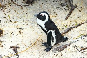 South african penguins colony of spectacled penguins penguin Cape Town. photo