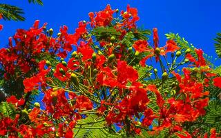 hermoso árbol de llama tropical flores rojas extravagante delonix regia méxico. foto