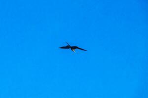 Fregat birds flock fly blue sky clouds background in Mexico. photo