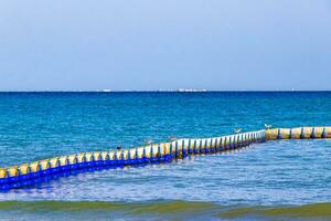 Seaweed Sargazo net caribbean beach water Playa del Carmen Mexico. photo