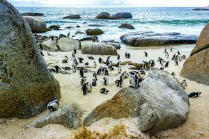 South african penguins colony of spectacled penguins penguin Cape Town. photo