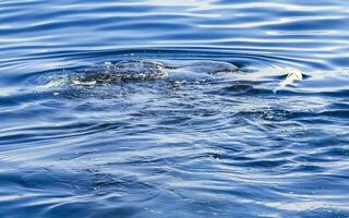 Huge whale shark swims on the water surface Cancun Mexico. photo