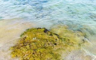 piedras rocas corales turquesa verde azul agua playa mexico. foto