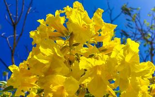 Beautiful tropical tree with yellow flowers blue sky in Mexico. photo