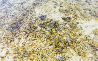 Stones rocks corals turquoise green blue water on beach Mexico. photo