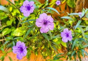 Purple pink flower Brittons Wild Petunia Mexican Bluebell Petunia Mexico. photo