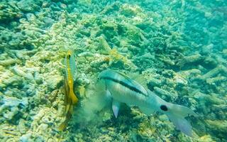 Snorkeling underwater views fish Corals turquoise water Rasdhoo island Maldives. photo