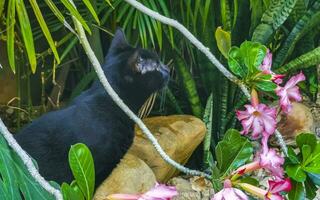 Cute stray cat living outside in free nature. photo