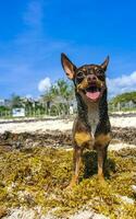 Brown cute funny dog play playful on the beach Mexico. photo