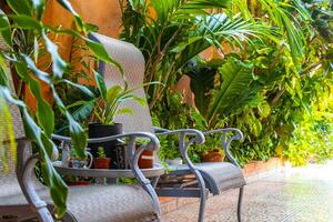 Royal silver chairs in tropical exotic garden in Mexico. photo